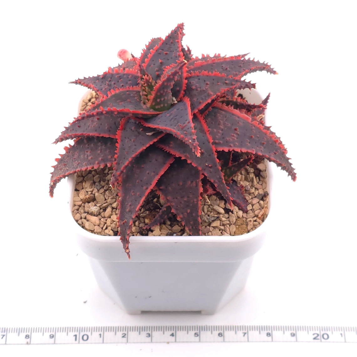 Aloe ‘Christmas Carol’ | 聖誕蘆薈 thumbnail 3