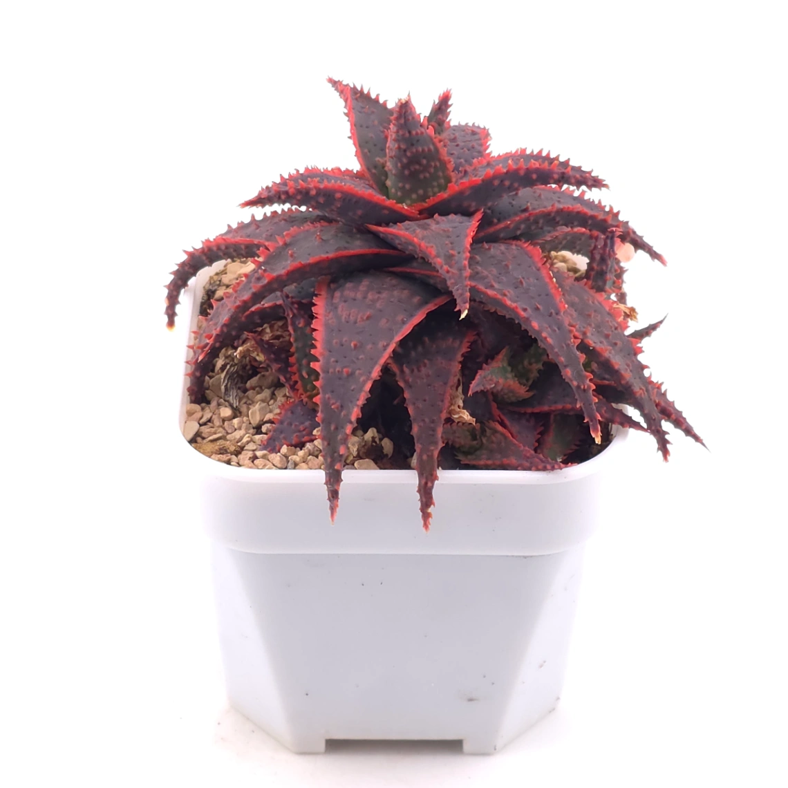 Aloe ‘Christmas Carol’ | 聖誕蘆薈 thumbnail 2