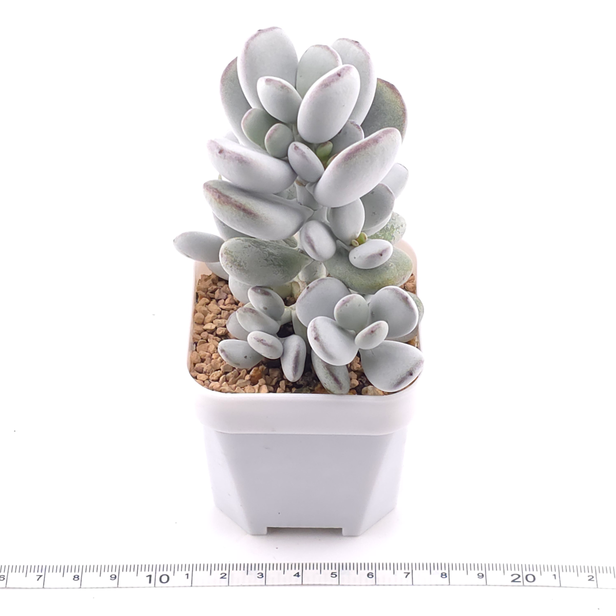 Cotyledon orbiculata | 乒乓福娘 thumbnail 3