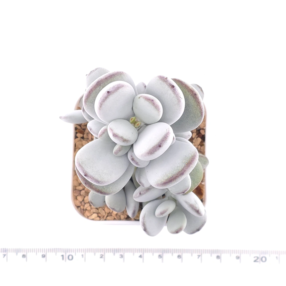 Cotyledon orbiculata | 乒乓福娘 thumbnail 4