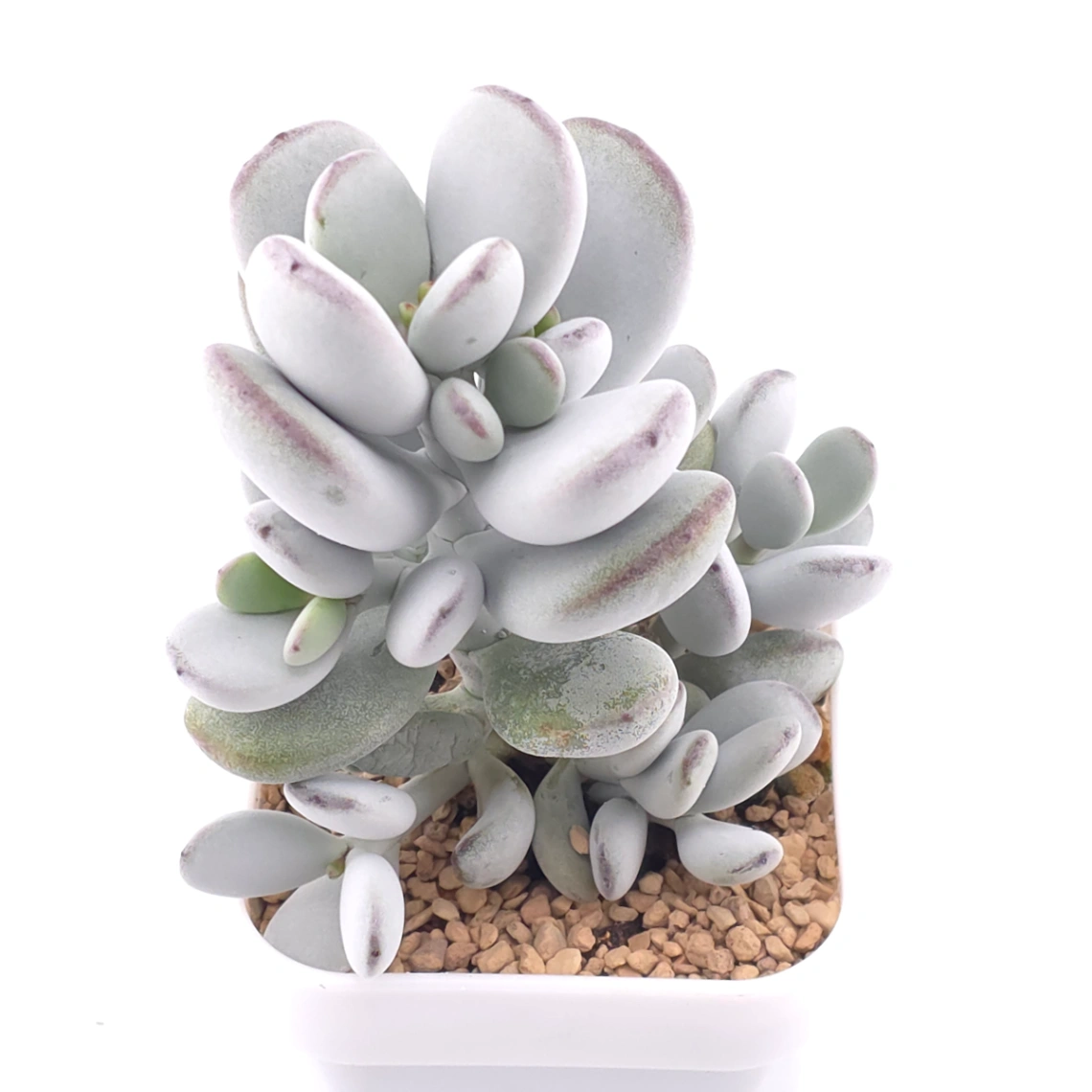 Cotyledon orbiculata | 乒乓福娘 thumbnail 2