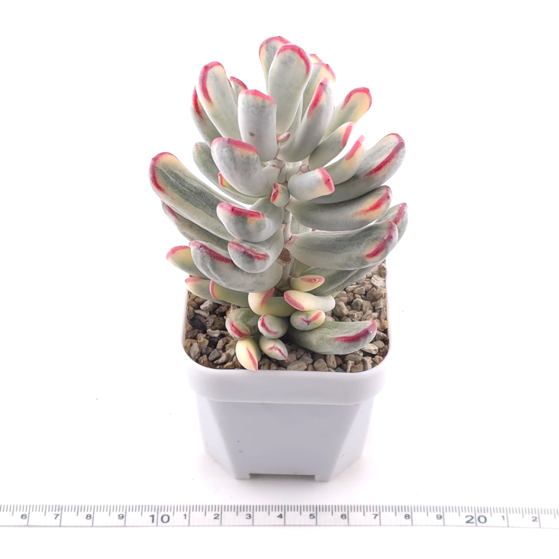 Cotyledon orbiculata cv. variegated (long leaf ver.) | 棒葉福娘錦 thumbnail 3