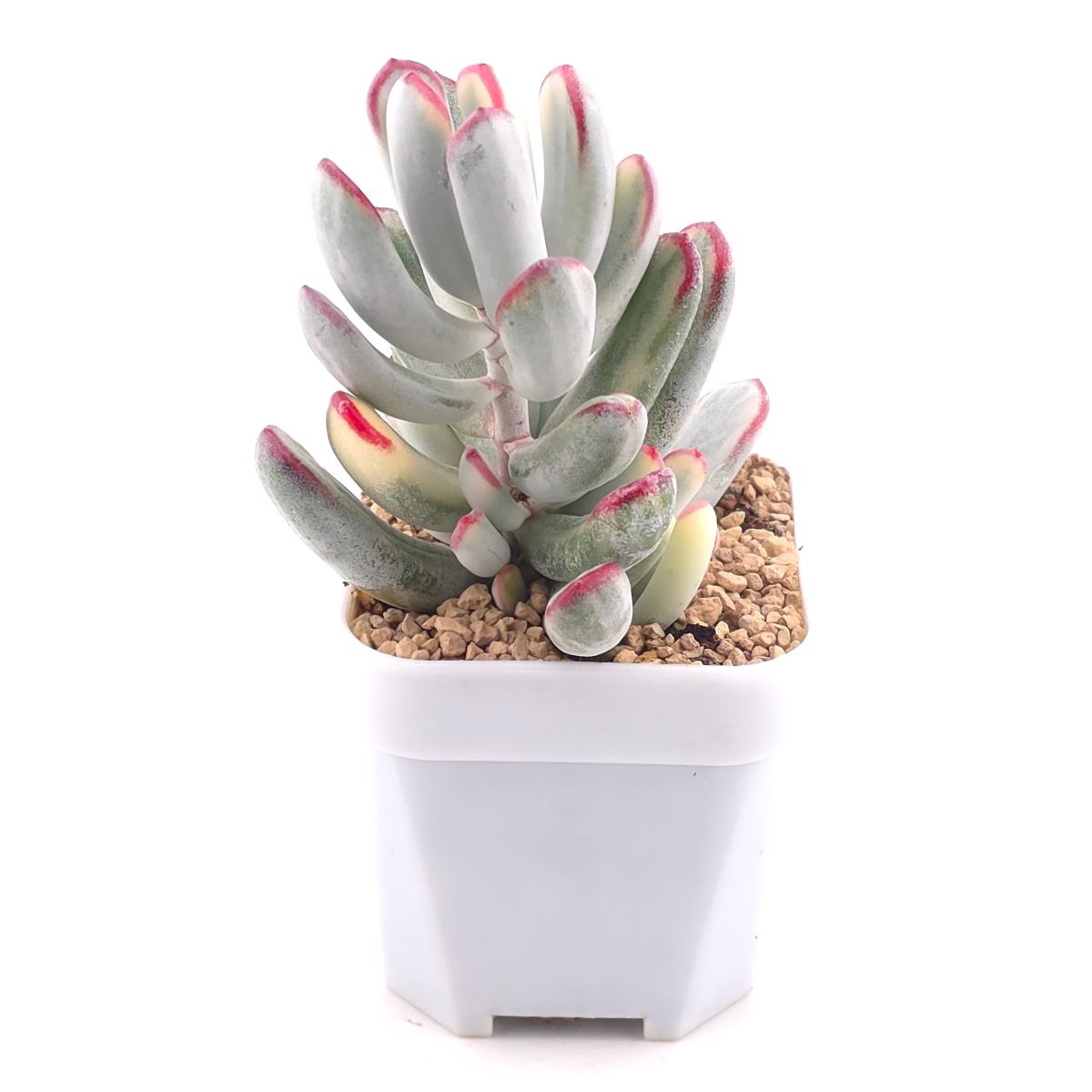 Cotyledon orbiculata cv. variegated (long leaf ver.) | 棒葉福娘錦 thumbnail 2