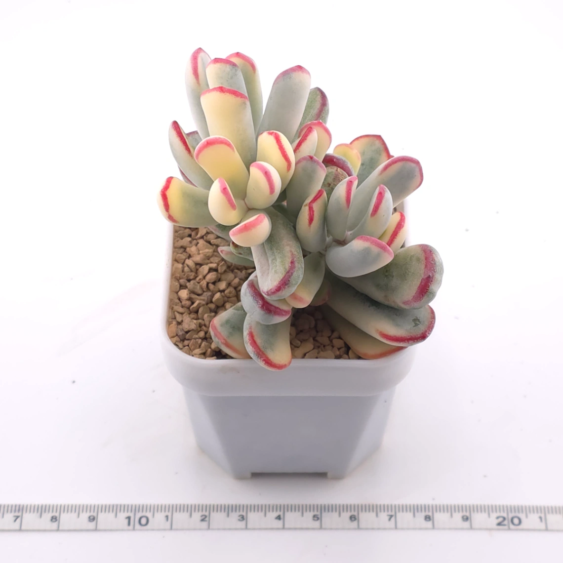 Cotyledon orbiculata cv. variegated (long leaf ver.) | 棒葉福娘錦 thumbnail 3