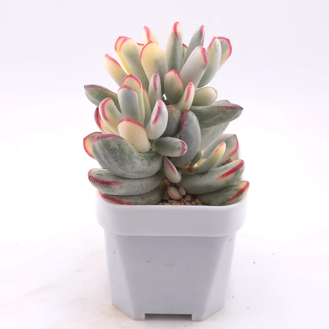 Cotyledon orbiculata cv. variegated (long leaf ver.) | 棒葉福娘錦 thumbnail 2