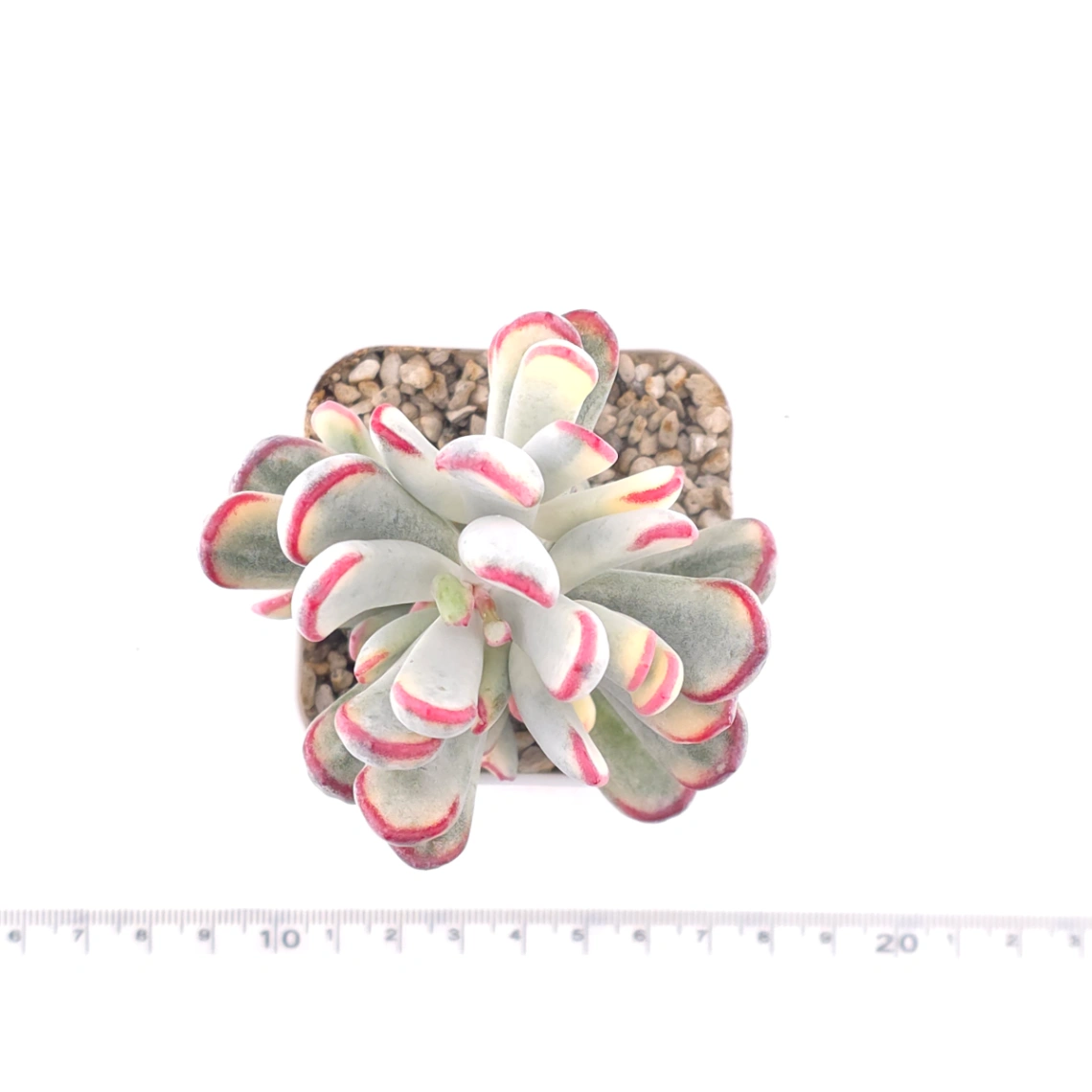 Cotyledon orbiculata cv. variegated (long leaf ver.) | 棒葉福娘錦 thumbnail 4
