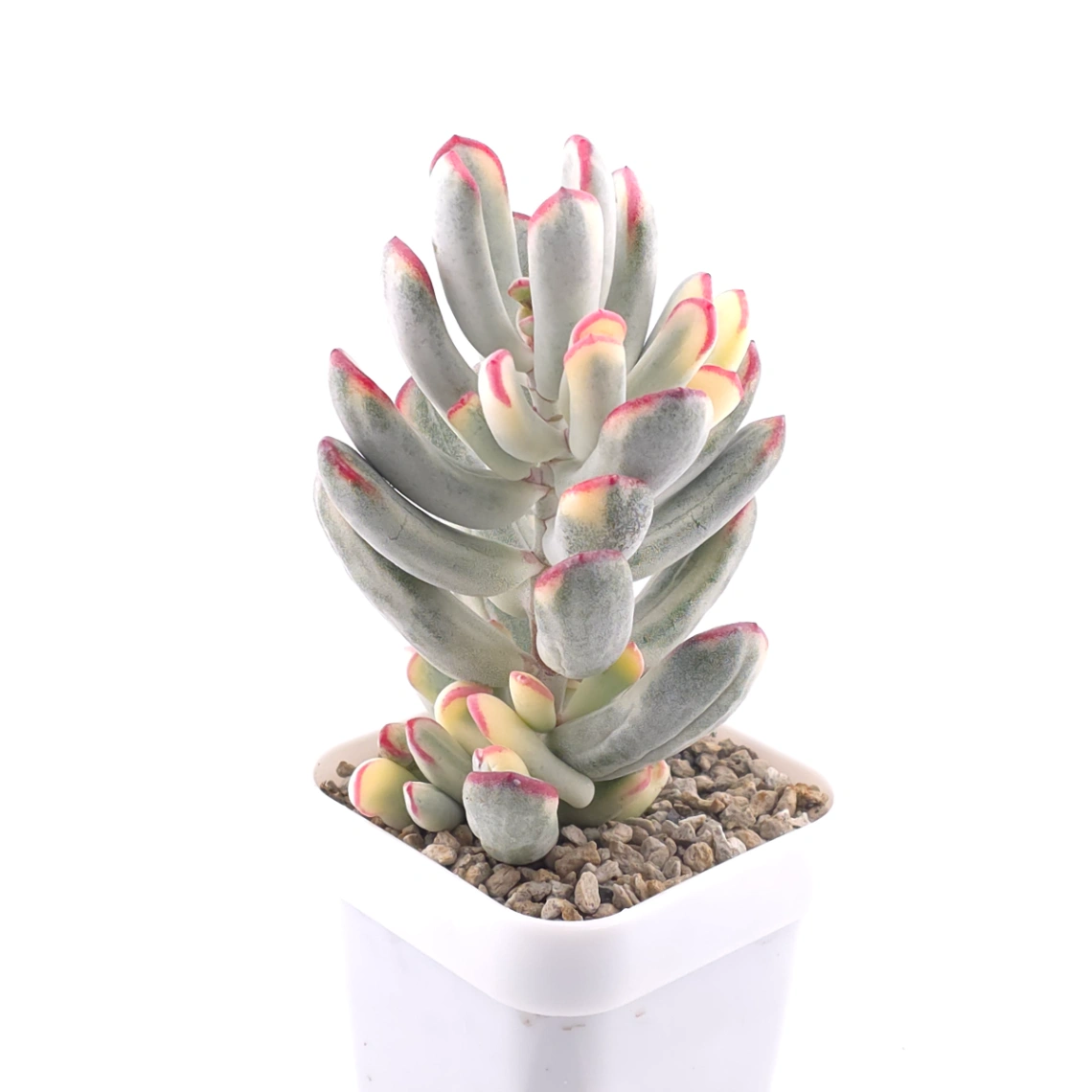 Cotyledon orbiculata cv. variegated (long leaf ver.) | 棒葉福娘錦 thumbnail 2