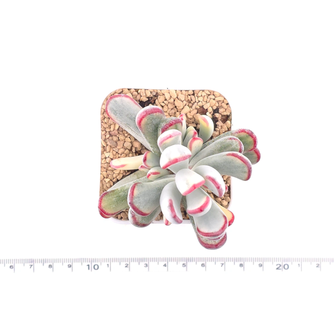Cotyledon orbiculata cv. variegated (long leaf ver.) | 棒葉福娘錦 thumbnail 4