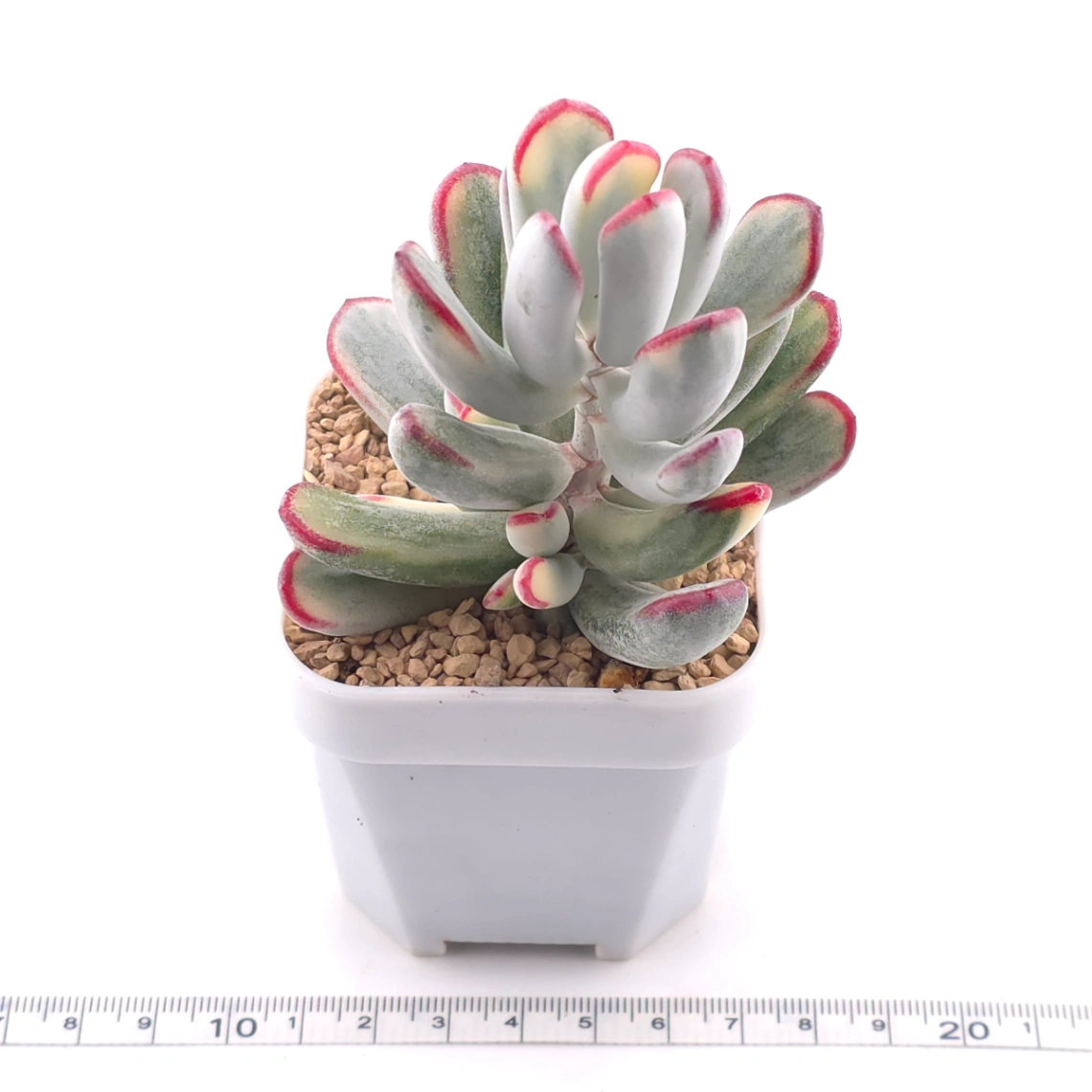 Cotyledon orbiculata cv. variegated (long leaf ver.) | 棒葉福娘錦 thumbnail 3