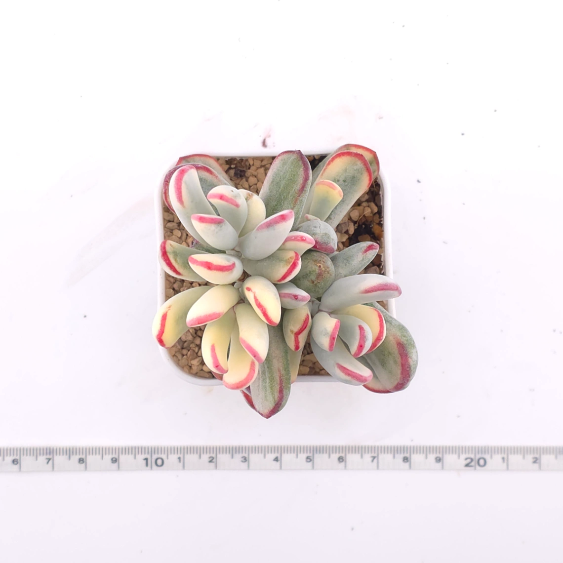 Cotyledon orbiculata cv. variegated (long leaf ver.) | 棒葉福娘錦 thumbnail 4