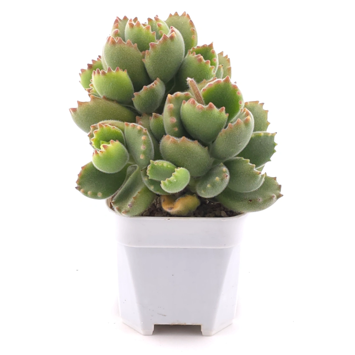Cotyledon tomentosa ‘Bear’s Paw’ | 綠熊 / 熊童子 thumbnail 2