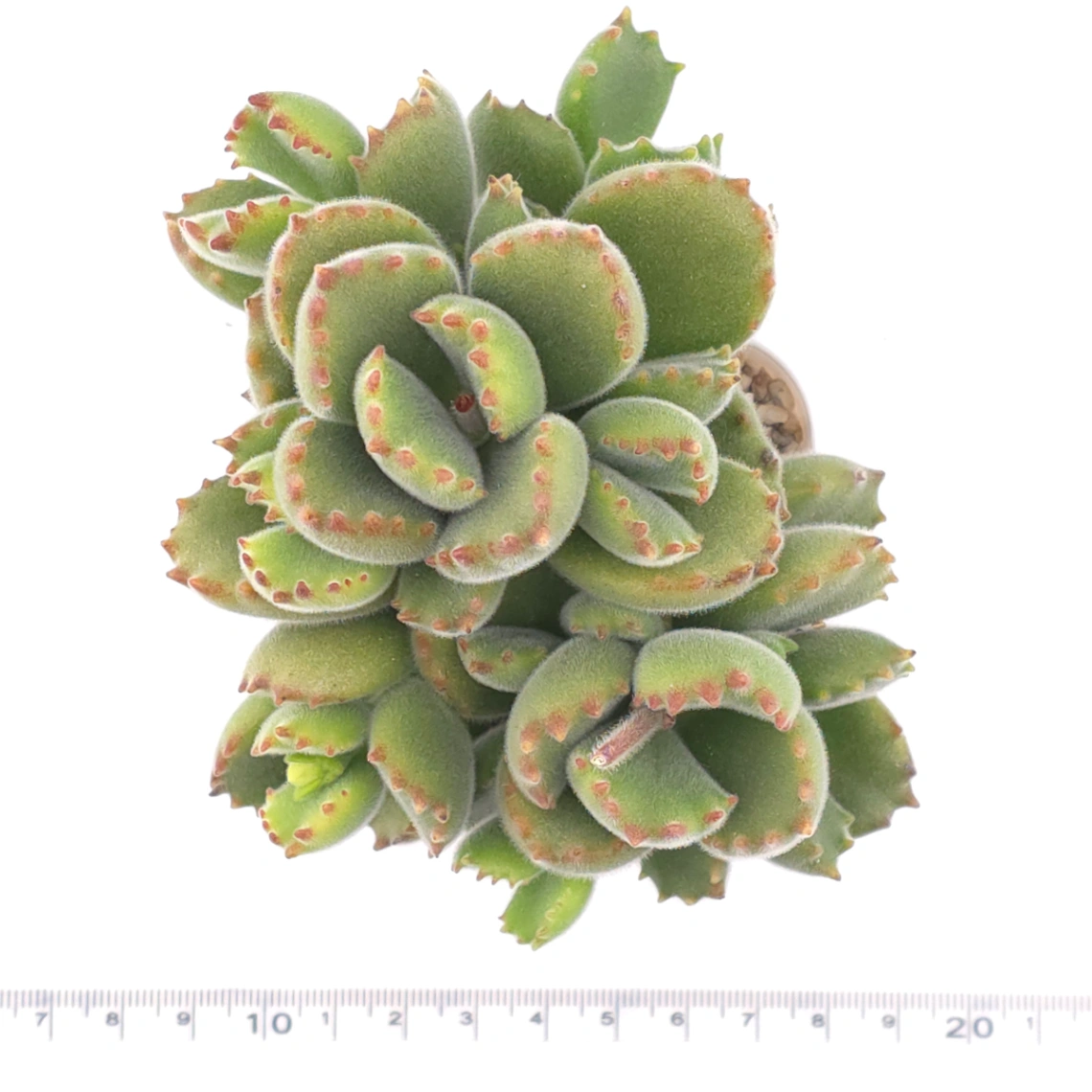 Cotyledon tomentosa ‘Bear’s Paw’ | 綠熊 / 熊童子 thumbnail 4