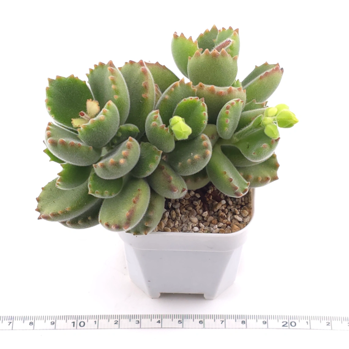 Cotyledon tomentosa ‘Bear’s Paw’ | 綠熊 / 熊童子 thumbnail 3