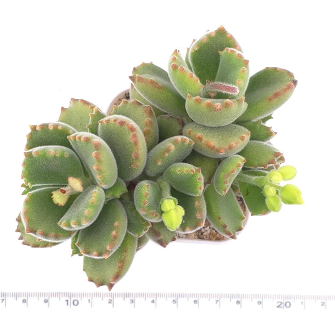 Cotyledon tomentosa ‘Bear’s Paw’ | 綠熊 / 熊童子 thumbnail 4