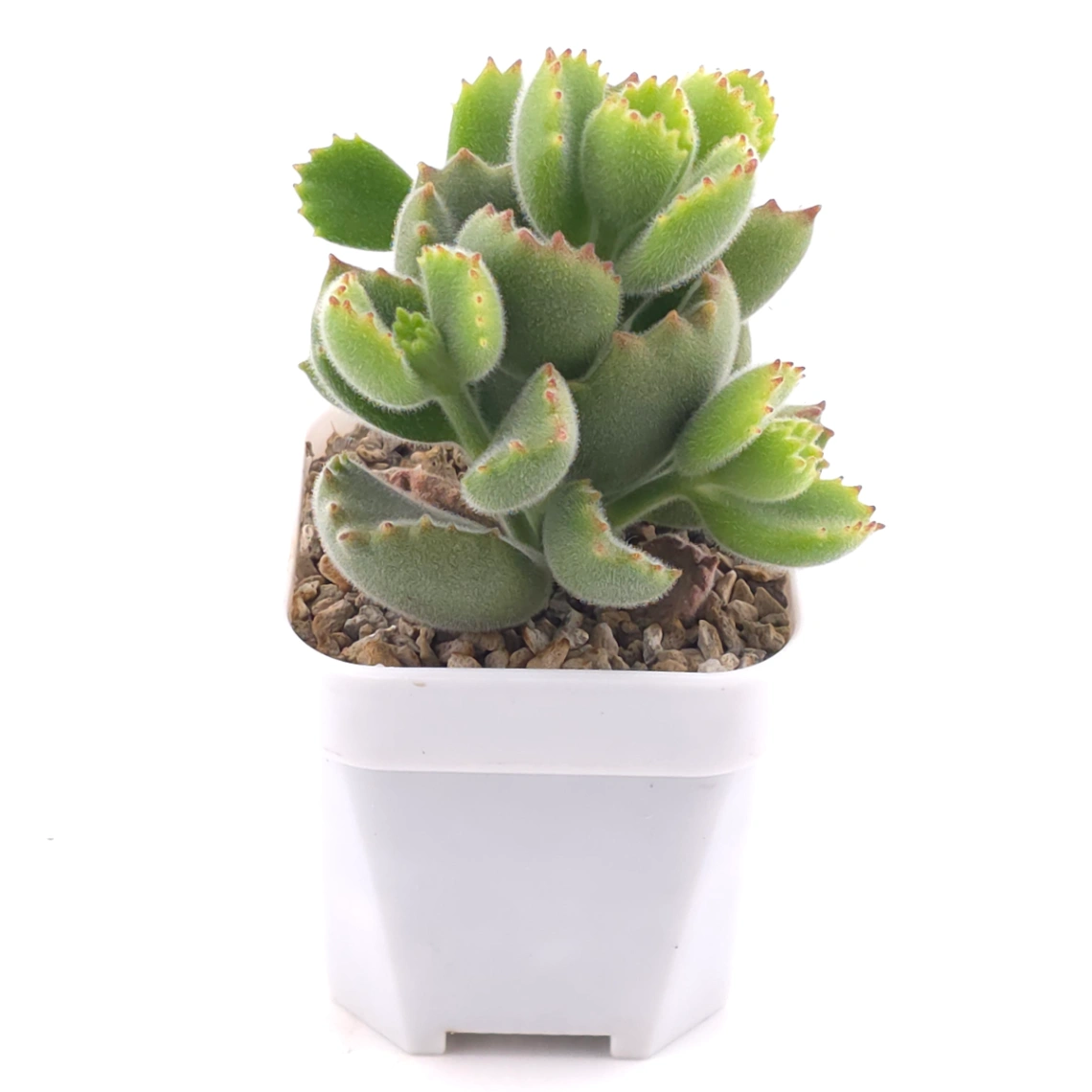 Cotyledon tomentosa ‘Bear’s Paw’ | 綠熊 / 熊童子 thumbnail 2