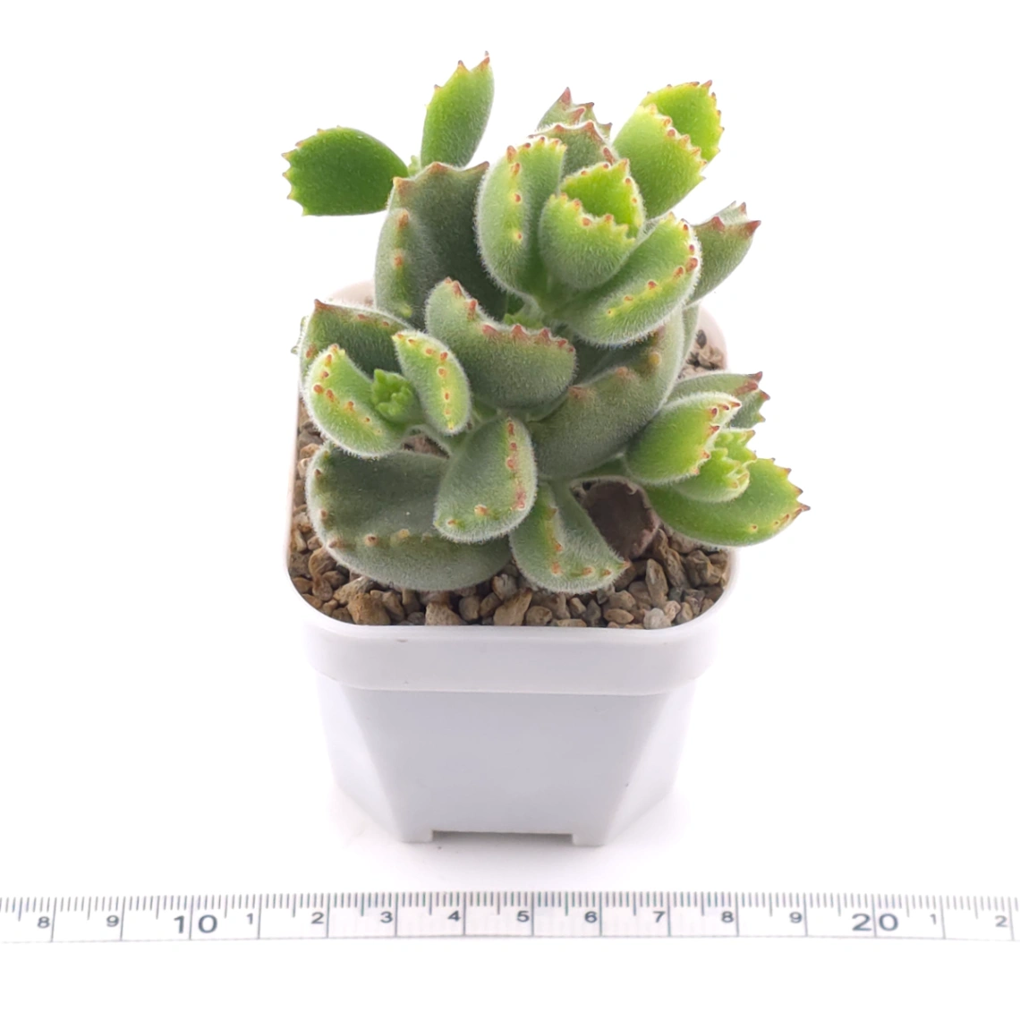 Cotyledon tomentosa ‘Bear’s Paw’ | 綠熊 / 熊童子 thumbnail 3