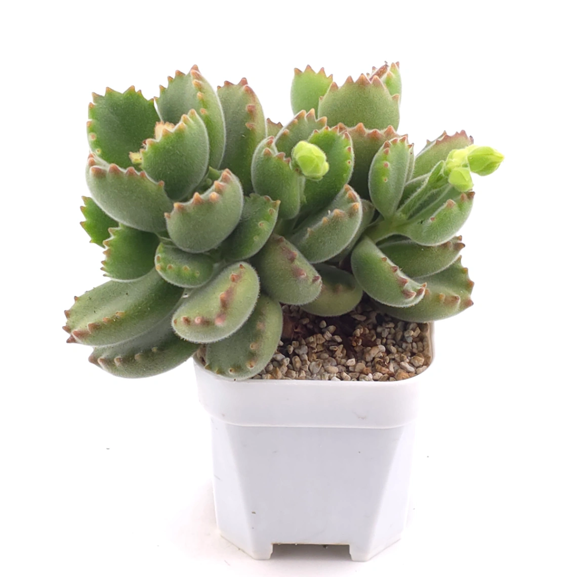 Cotyledon tomentosa ‘Bear’s Paw’ | 綠熊 / 熊童子 thumbnail 2
