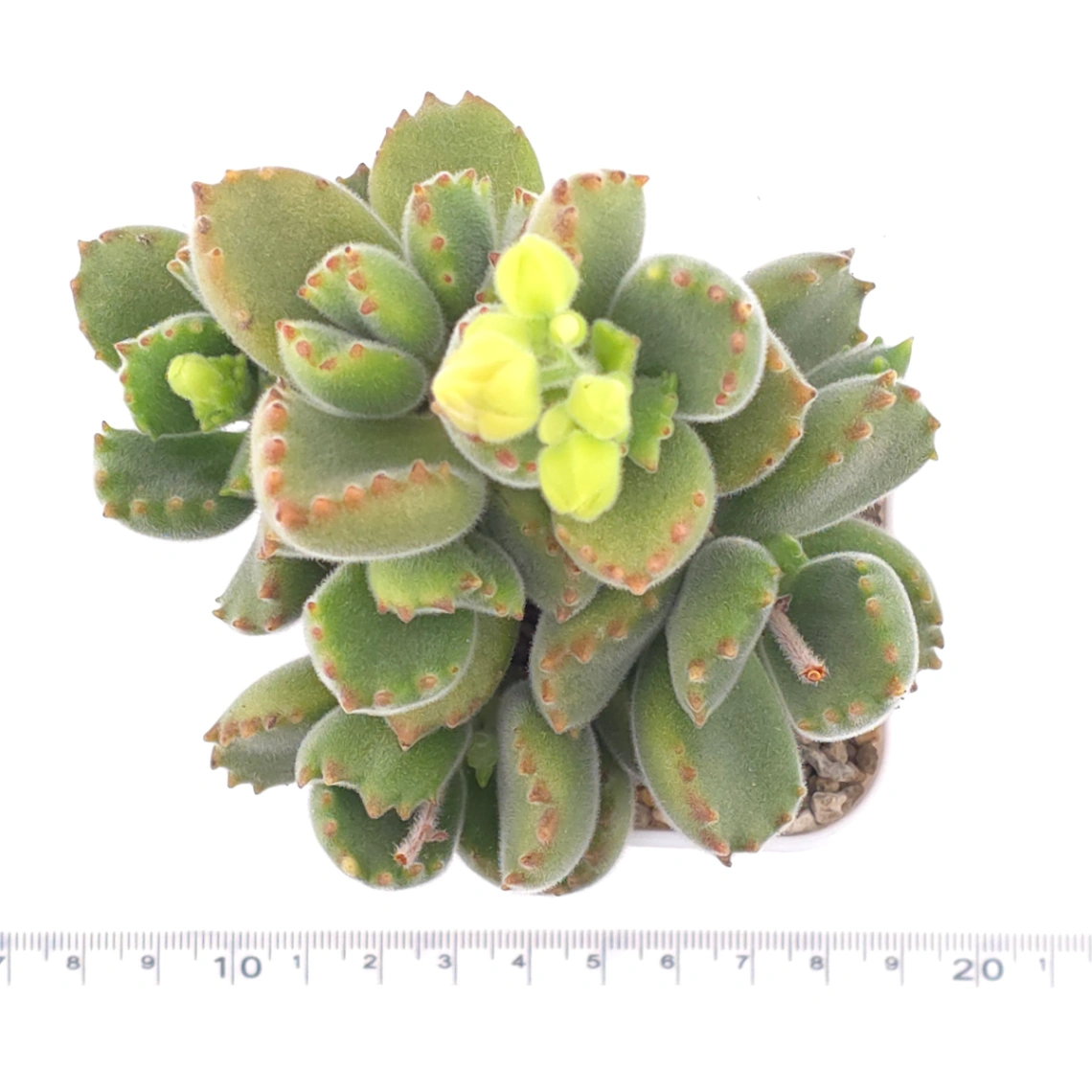Cotyledon tomentosa ‘Bear’s Paw’ | 綠熊 / 熊童子 thumbnail 4