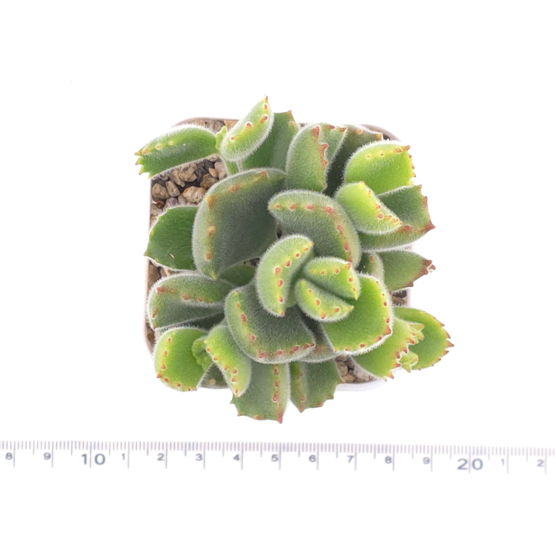Cotyledon tomentosa ‘Bear’s Paw’ | 綠熊 / 熊童子 thumbnail 4