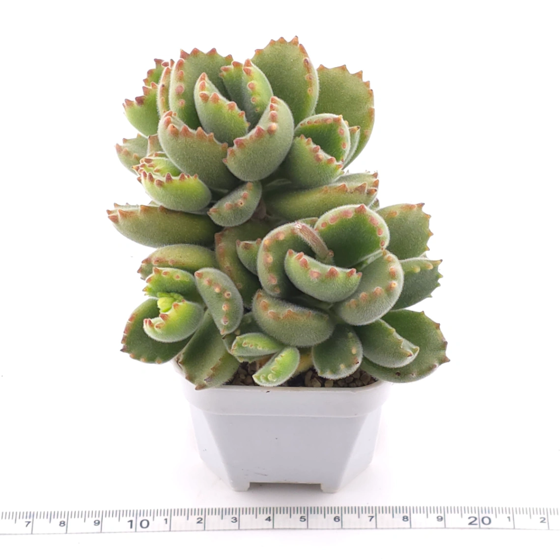 Cotyledon tomentosa ‘Bear’s Paw’ | 綠熊 / 熊童子 thumbnail 3