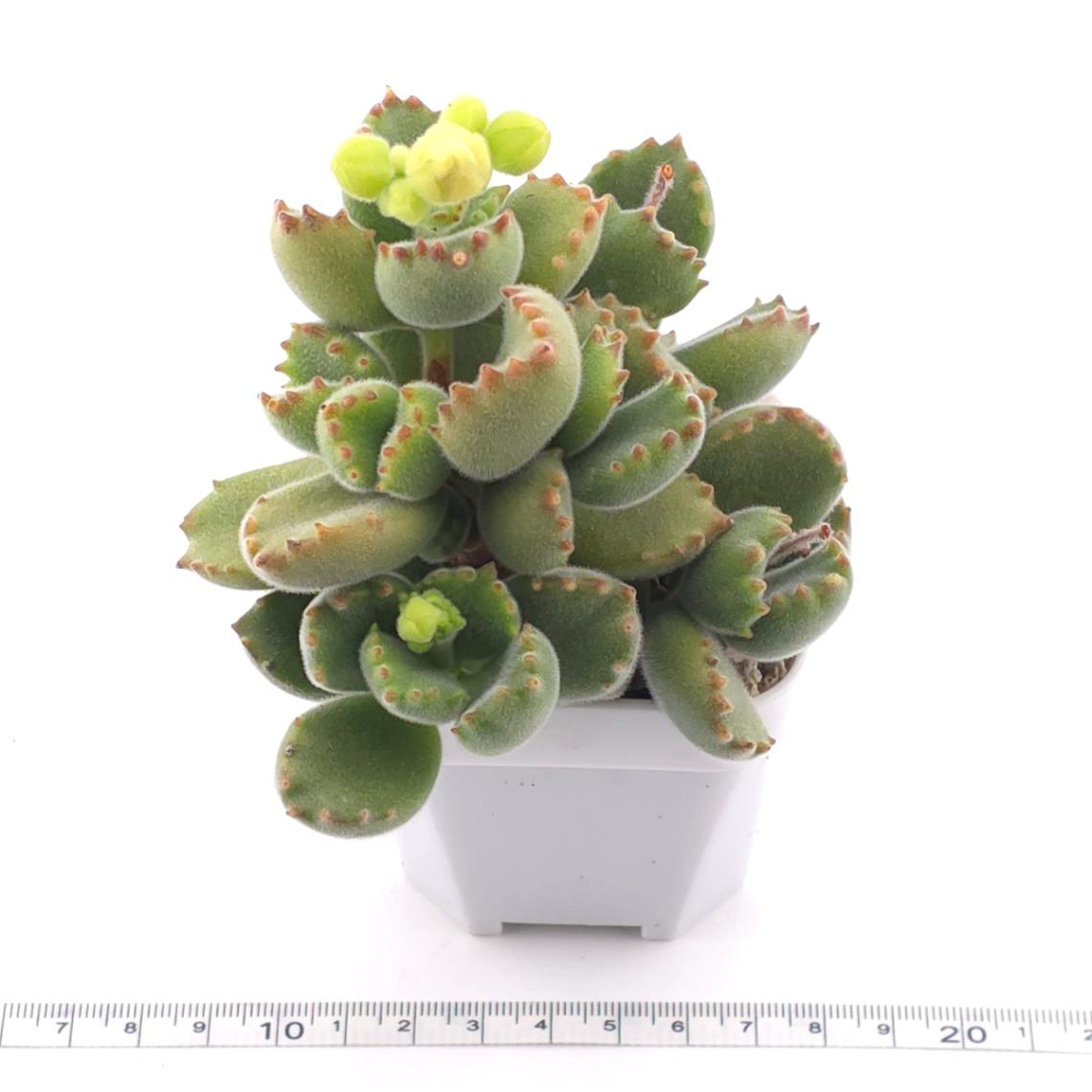 Cotyledon tomentosa ‘Bear’s Paw’ | 綠熊 / 熊童子 thumbnail 3