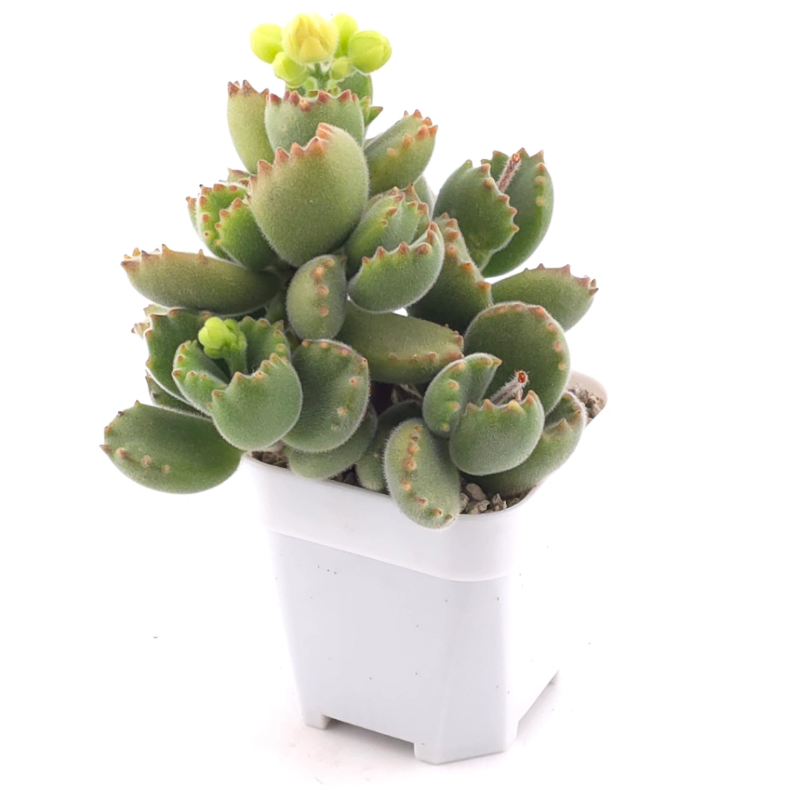 Cotyledon tomentosa ‘Bear’s Paw’ | 綠熊 / 熊童子 thumbnail 2