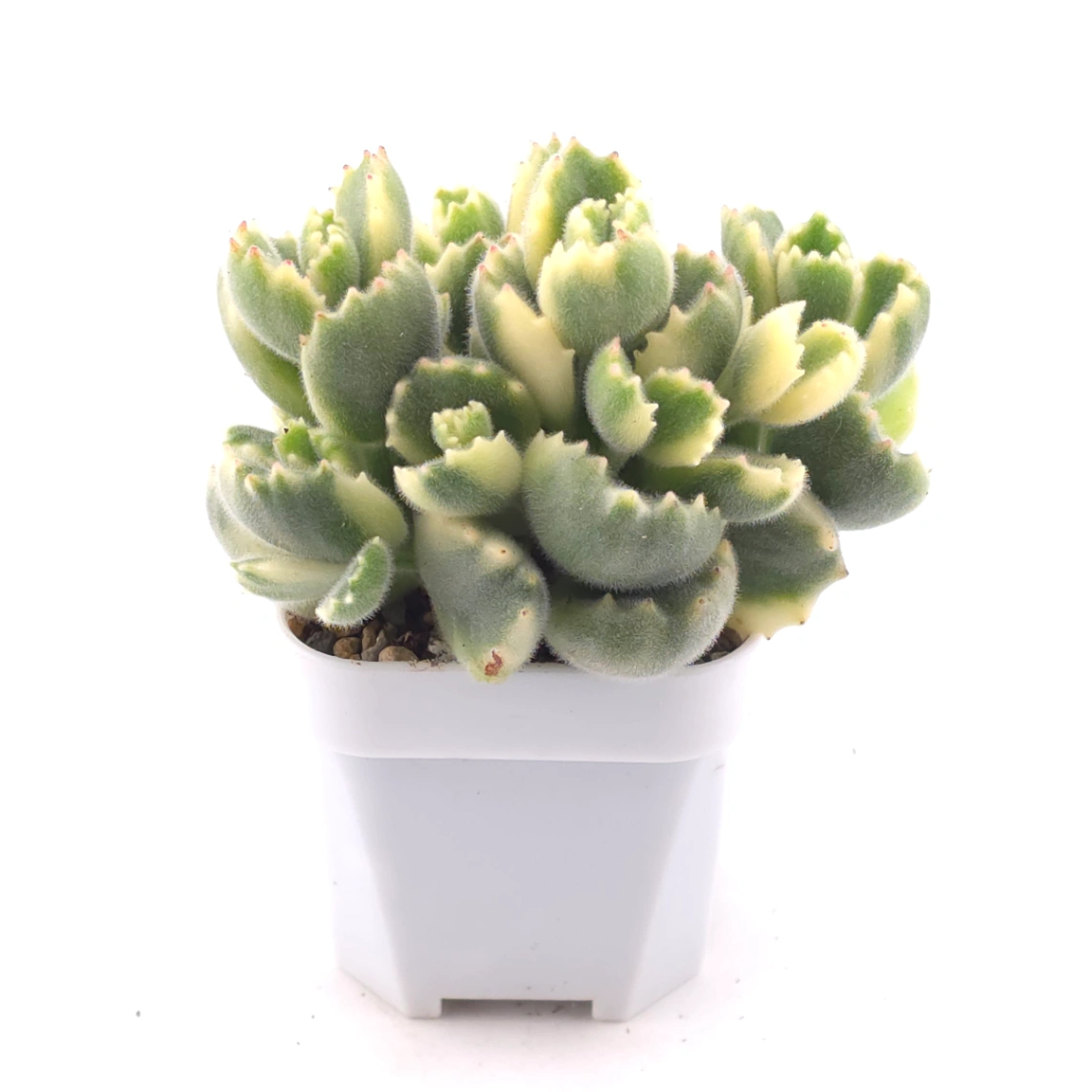 Cotyledon tomentosa ‘Bear’s Paw’ variegated | 白熊 thumbnail 2