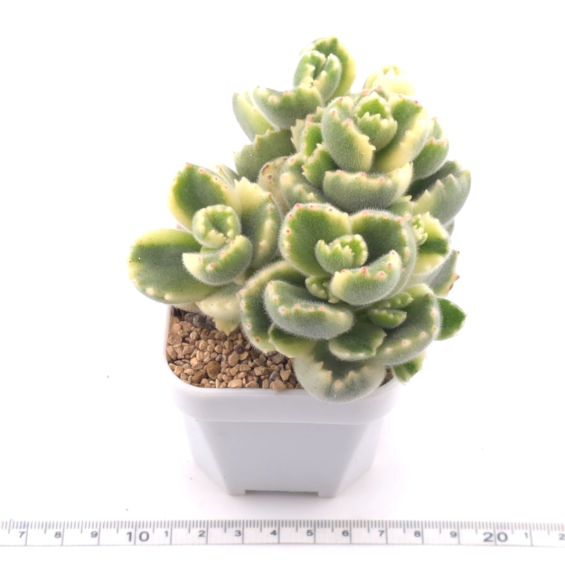 Cotyledon tomentosa ‘Bear’s Paw’ variegated | 白熊 thumbnail 3
