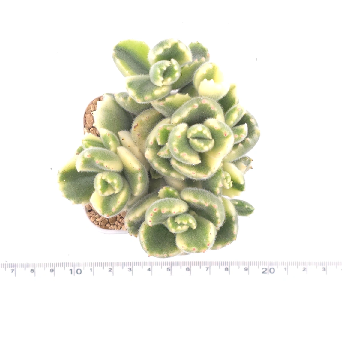 Cotyledon tomentosa ‘Bear’s Paw’ variegated | 白熊 thumbnail 4
