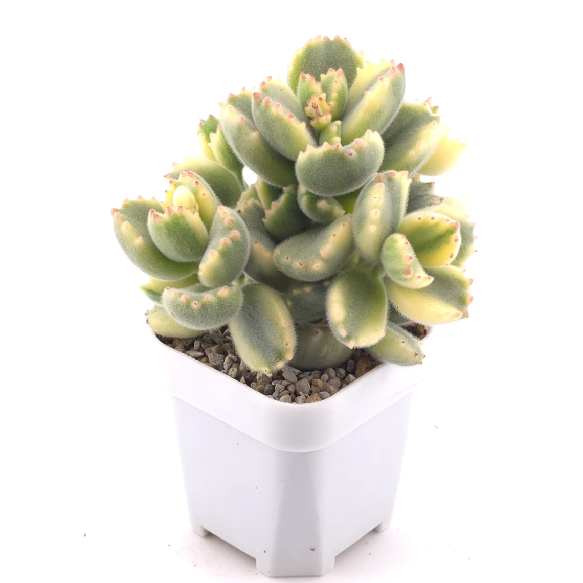 Cotyledon tomentosa ‘Bear’s Paw’ variegated | 白熊 thumbnail 2