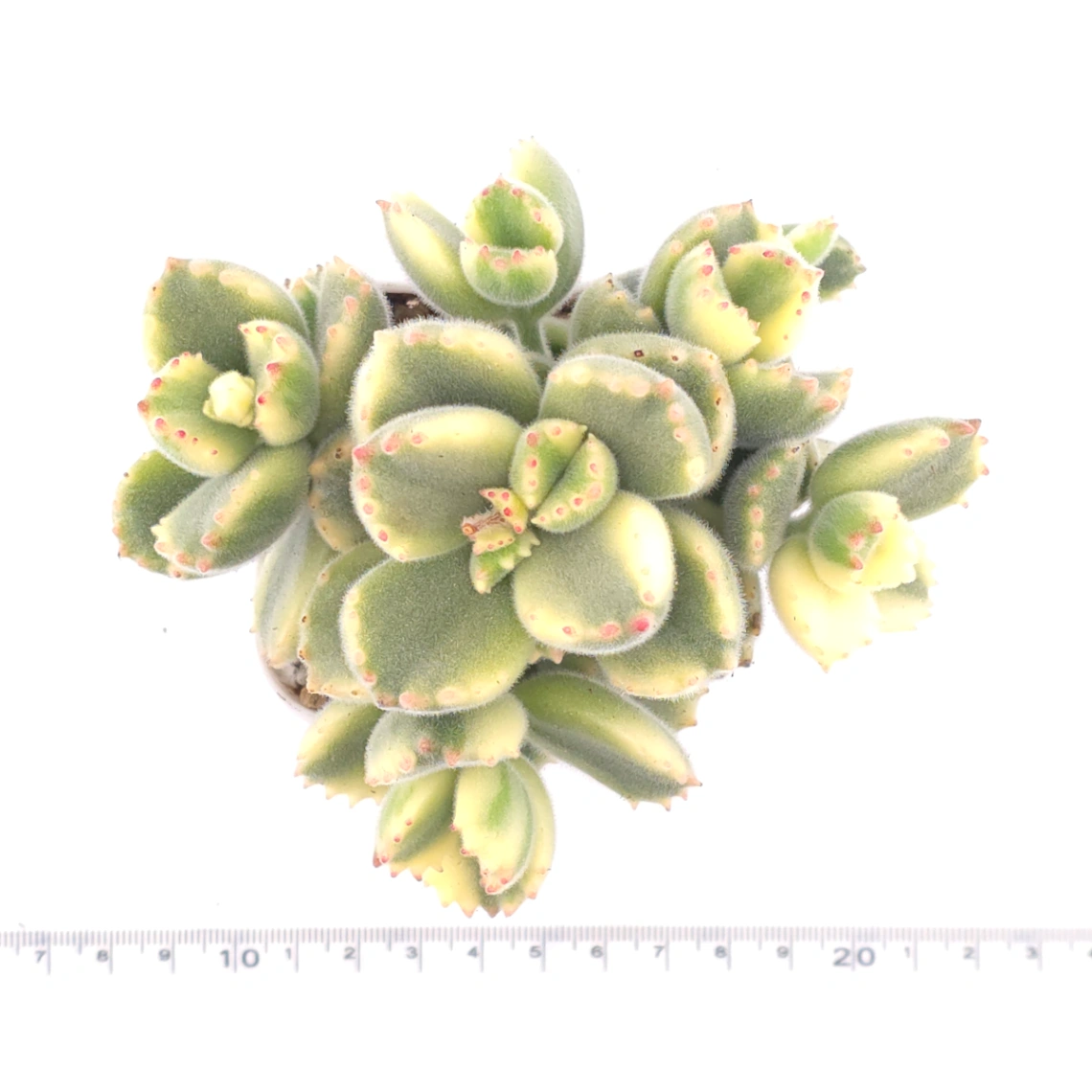 Cotyledon tomentosa ‘Bear’s Paw’ variegated | 白熊 thumbnail 4