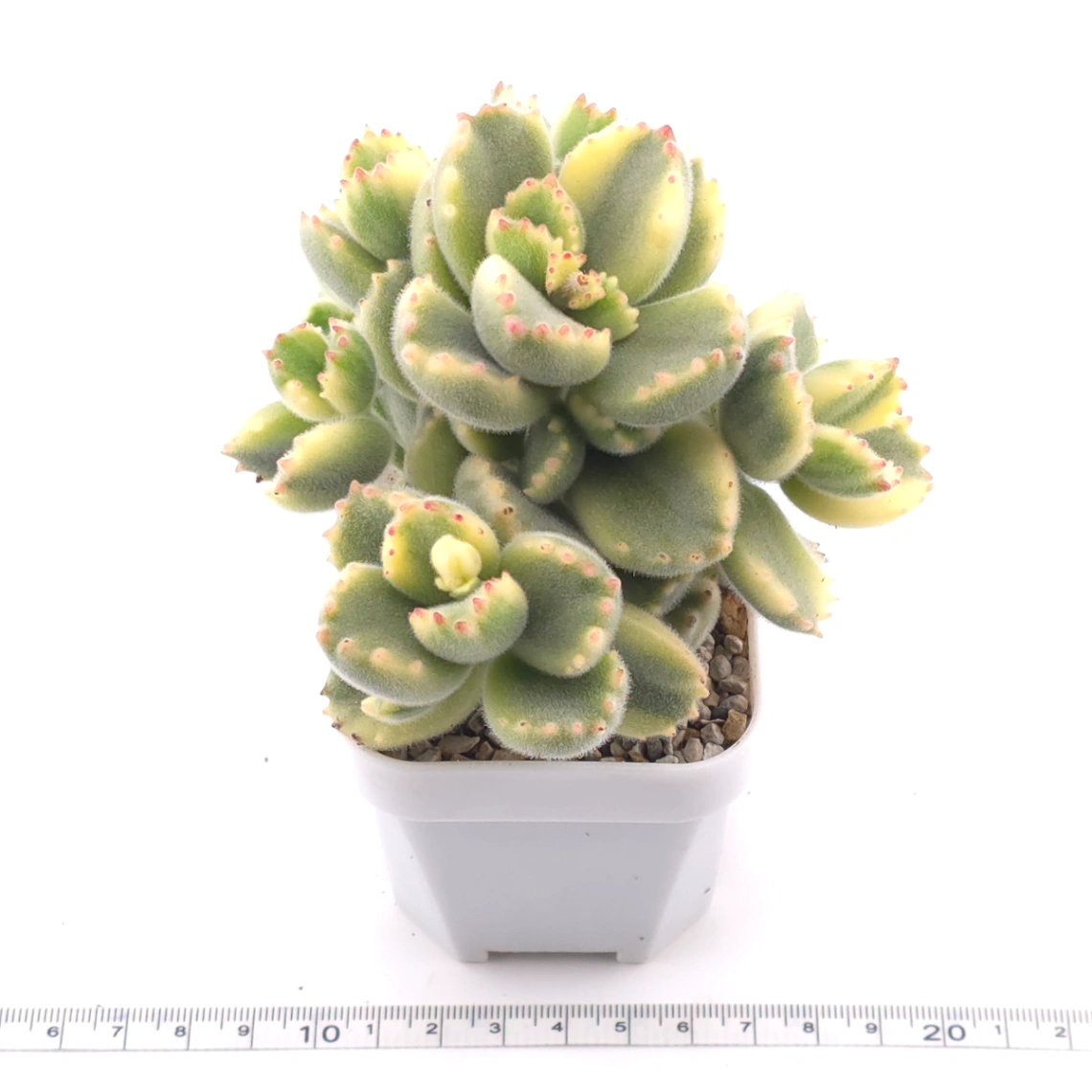 Cotyledon tomentosa ‘Bear’s Paw’ variegated | 白熊 thumbnail 3
