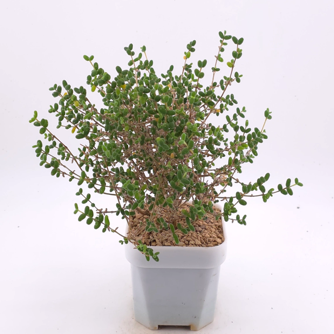 Drosanthemum globosum | 枝幹番杏 thumbnail 2