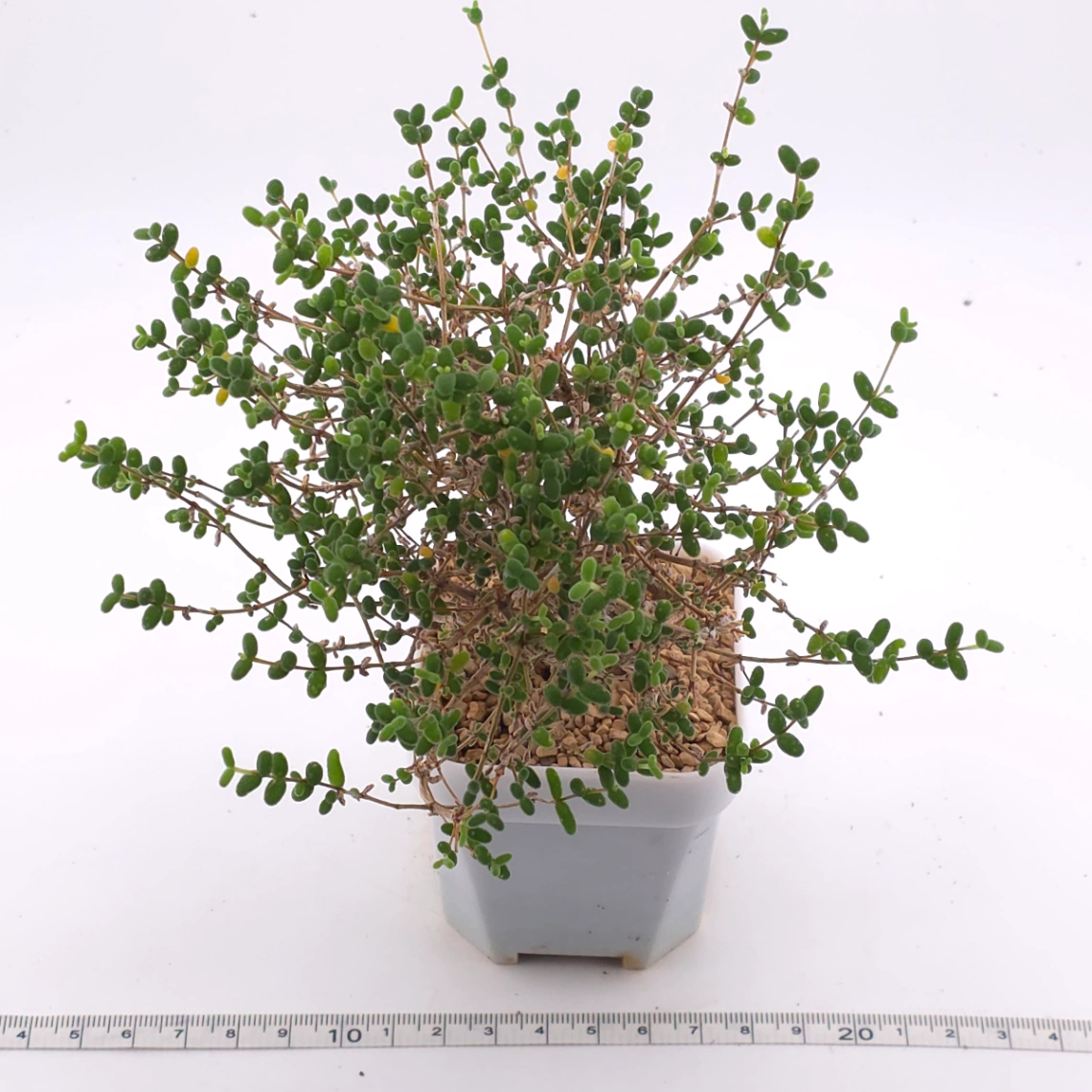 Drosanthemum globosum | 枝幹番杏 thumbnail 3