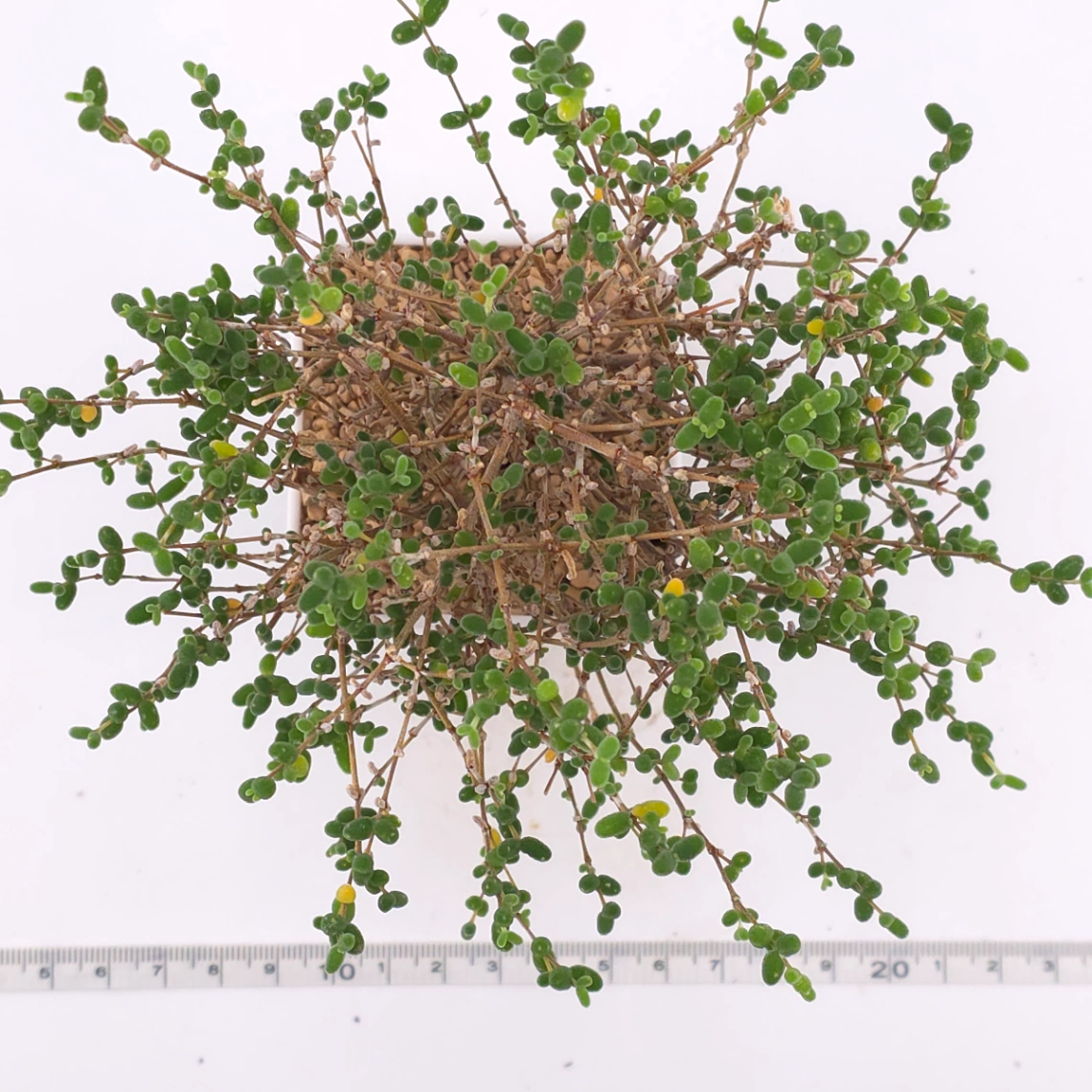 Drosanthemum globosum | 枝幹番杏 thumbnail 4