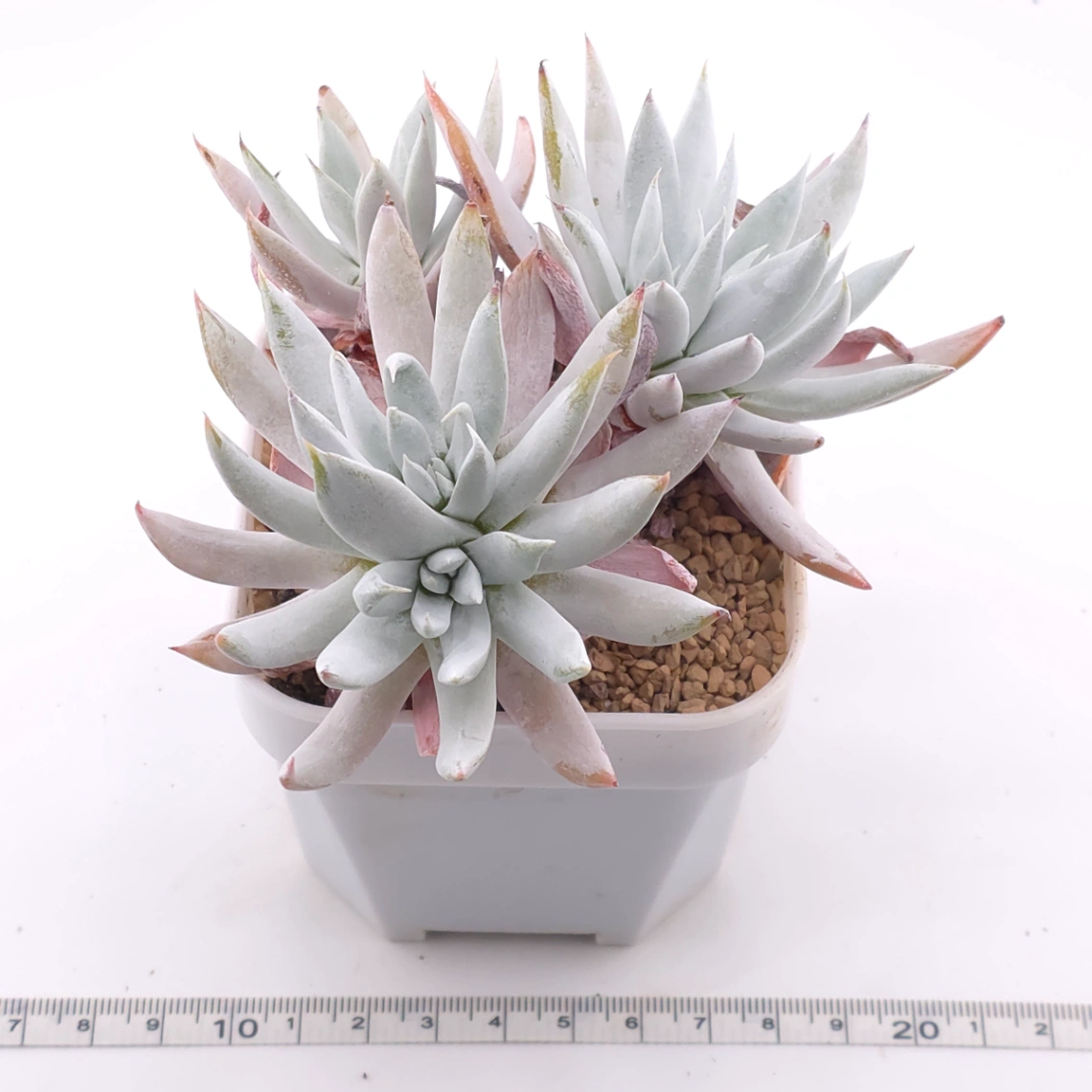 Dudleya nubigena | 努比吉娜 thumbnail 3
