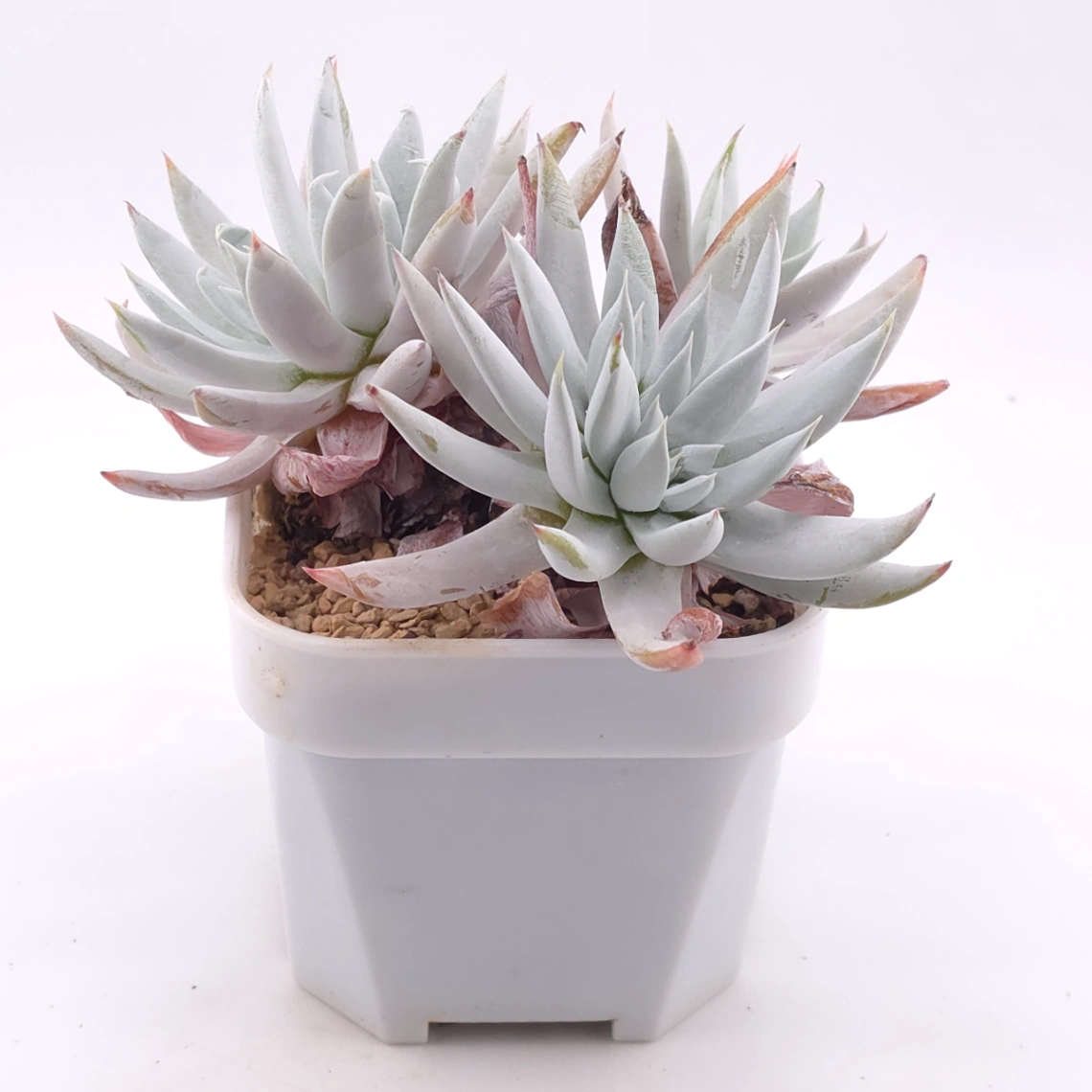Dudleya nubigena | 努比吉娜 thumbnail 2