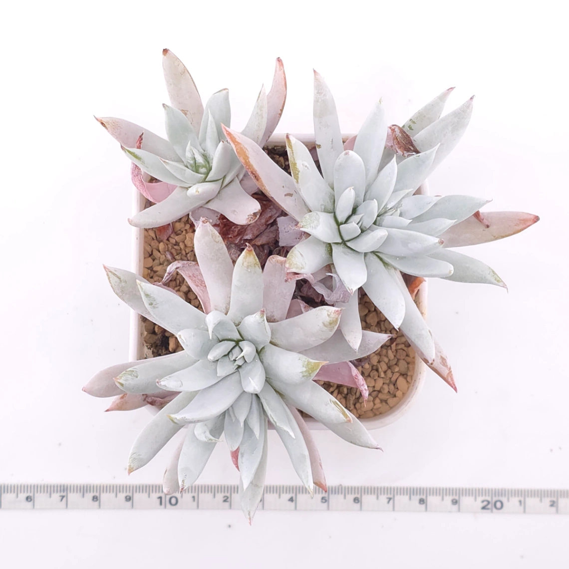 Dudleya nubigena | 努比吉娜 thumbnail 4