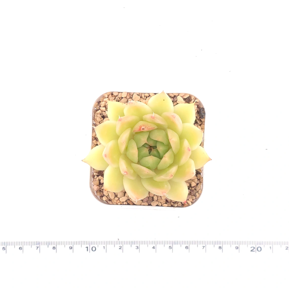 Echeveria agavoides 'Golden Glow' | 黃金瑪利亞 thumbnail 4