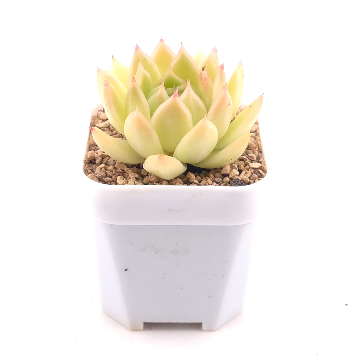Echeveria agavoides 'Golden Glow' | 黃金瑪利亞 thumbnail 2