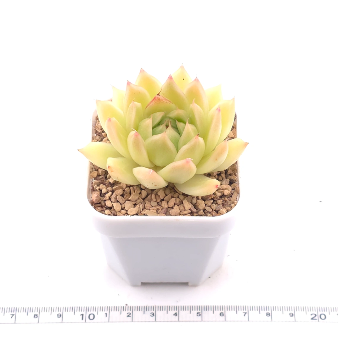Echeveria agavoides 'Golden Glow' | 黃金瑪利亞 thumbnail 3