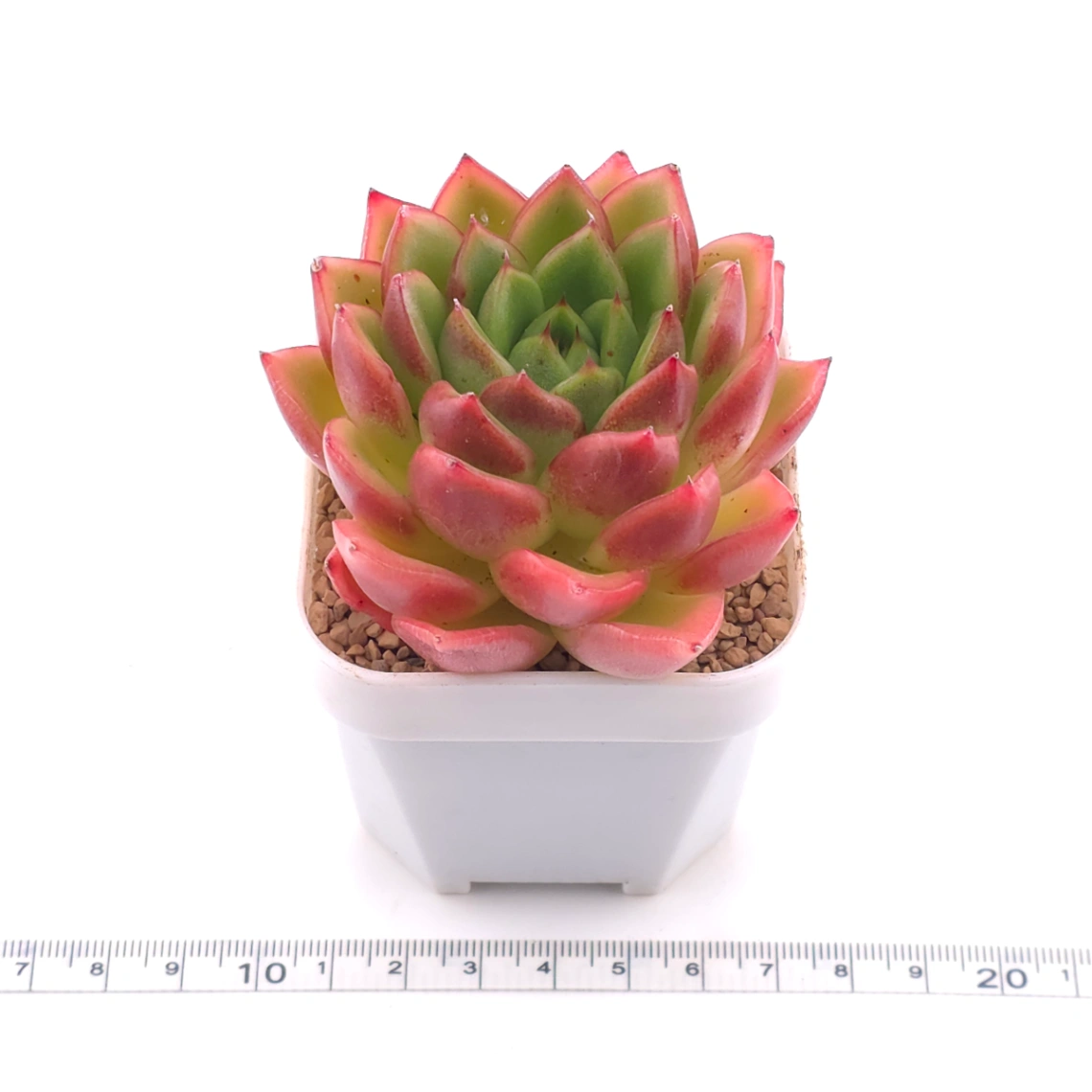 Echeveria agavoides ‘Red Edge’ | 紅邊冬雲 thumbnail 3