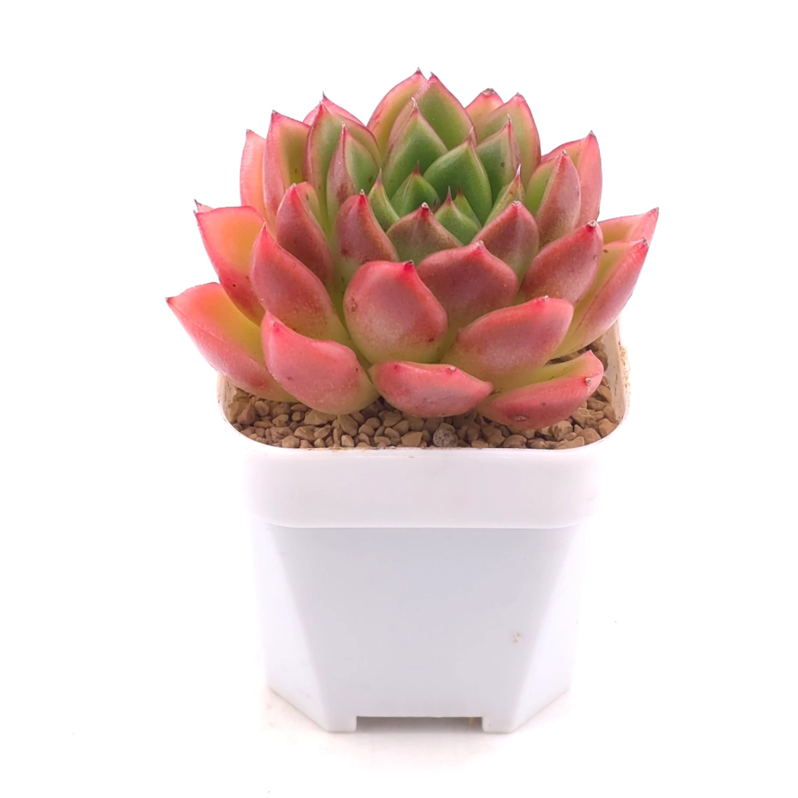 Echeveria agavoides ‘Red Edge’ | 紅邊冬雲 thumbnail 2