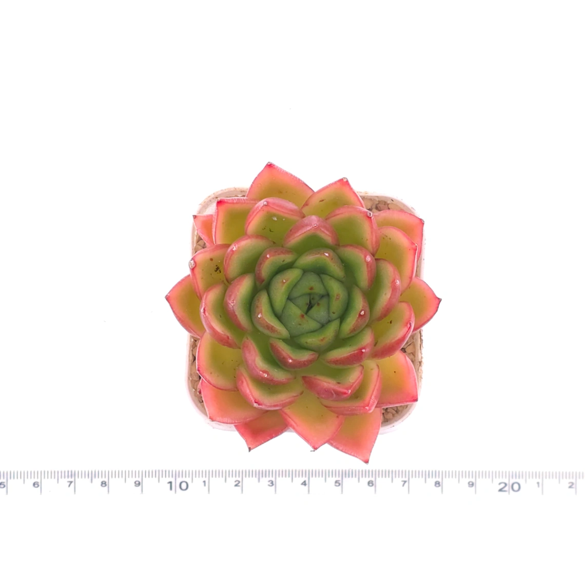 Echeveria agavoides ‘Red Edge’ | 紅邊冬雲 thumbnail 4