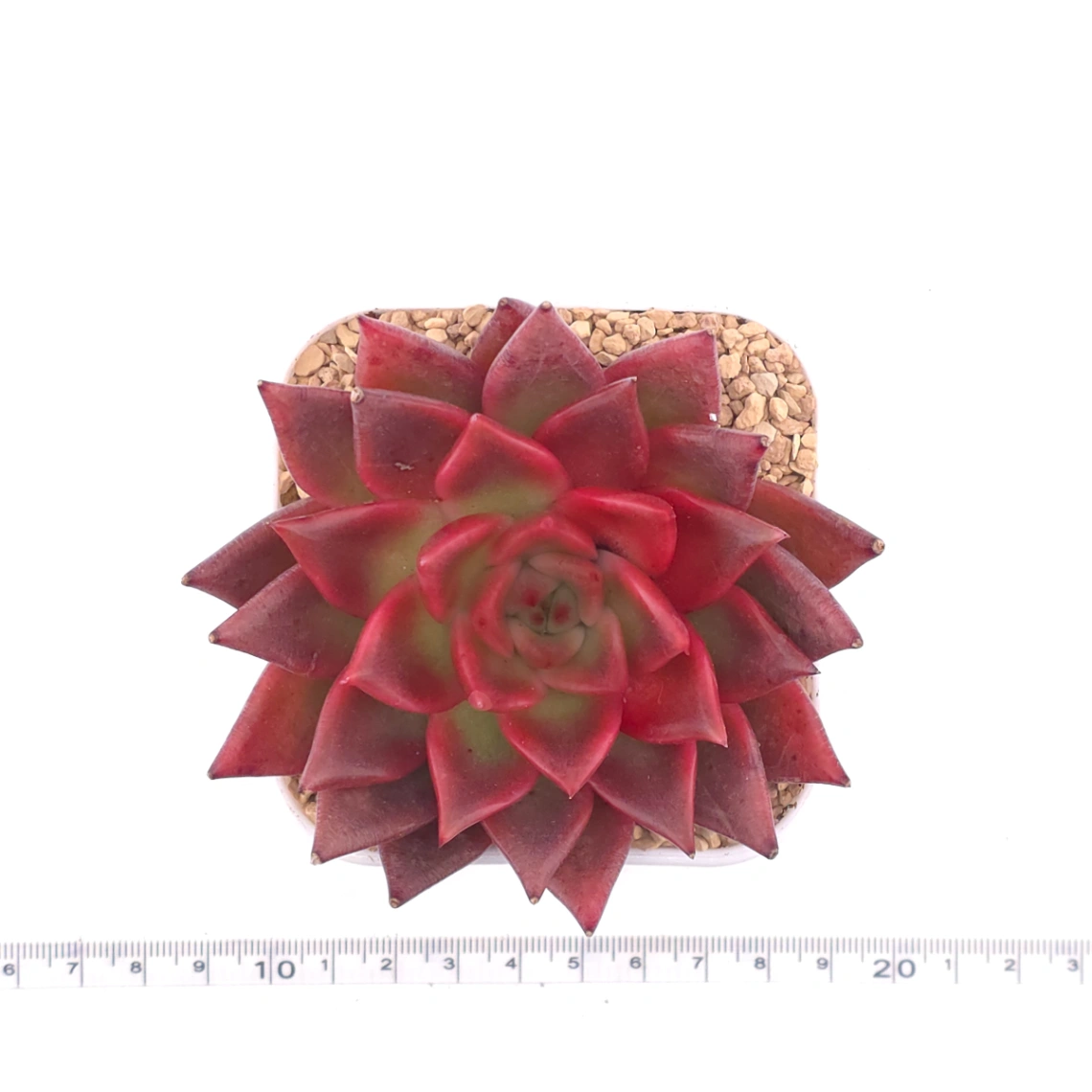 Echeveria 'Fringe' | 火舞 thumbnail 4