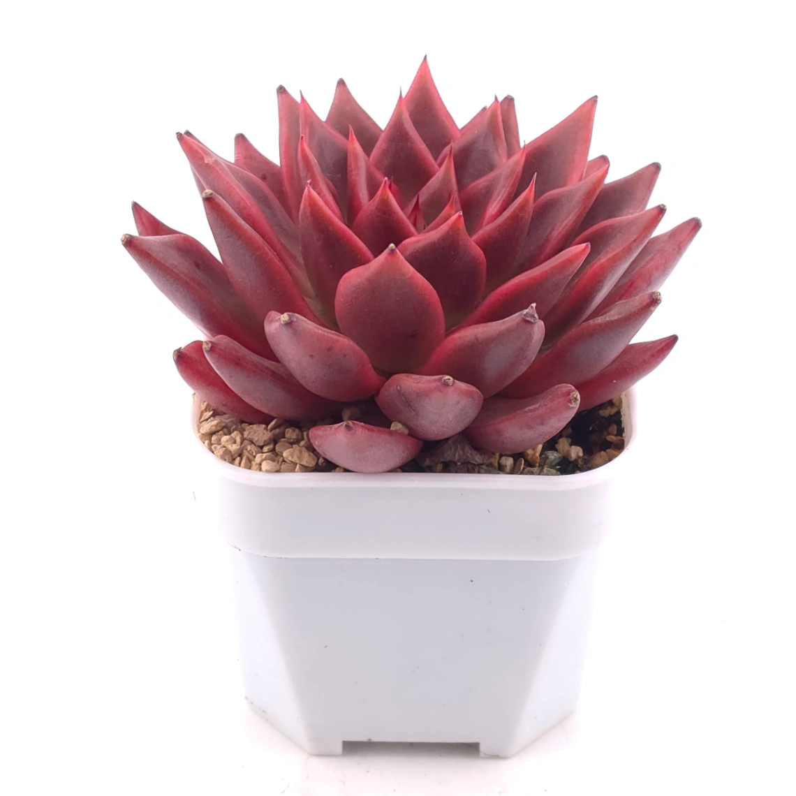 Echeveria agavoides ‘Romeo Rubin’ | 羅賓 thumbnail 2
