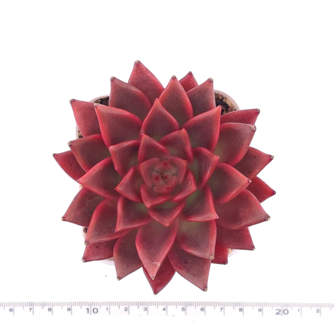 Echeveria agavoides ‘Romeo Rubin’ | 羅賓 thumbnail 4
