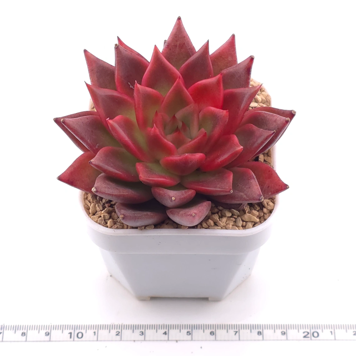 Echeveria 'Fringe' | 火舞 thumbnail 3