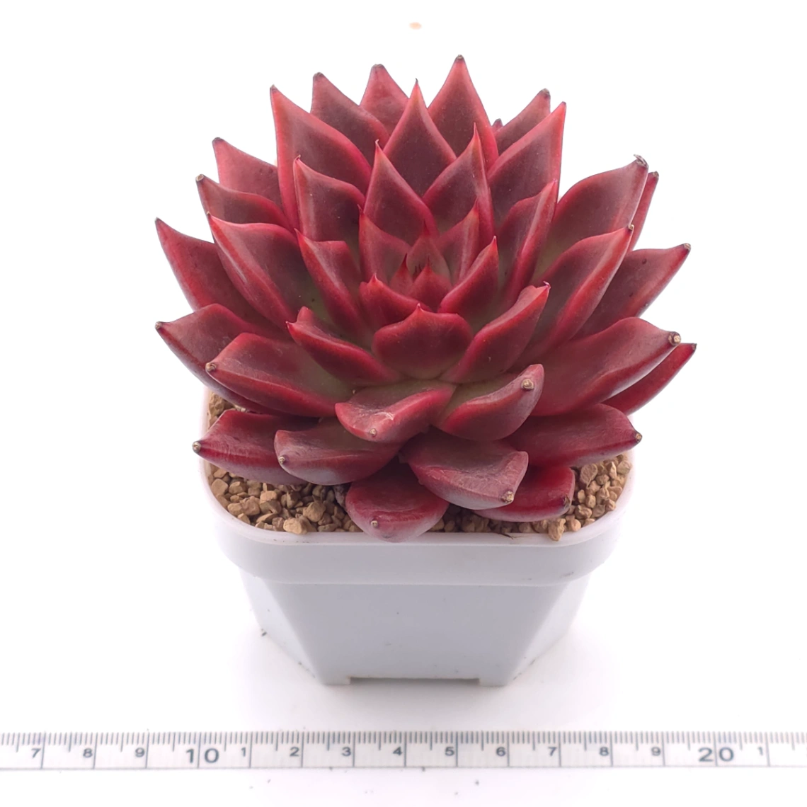 Echeveria agavoides ‘Romeo Rubin’ | 羅賓 thumbnail 3