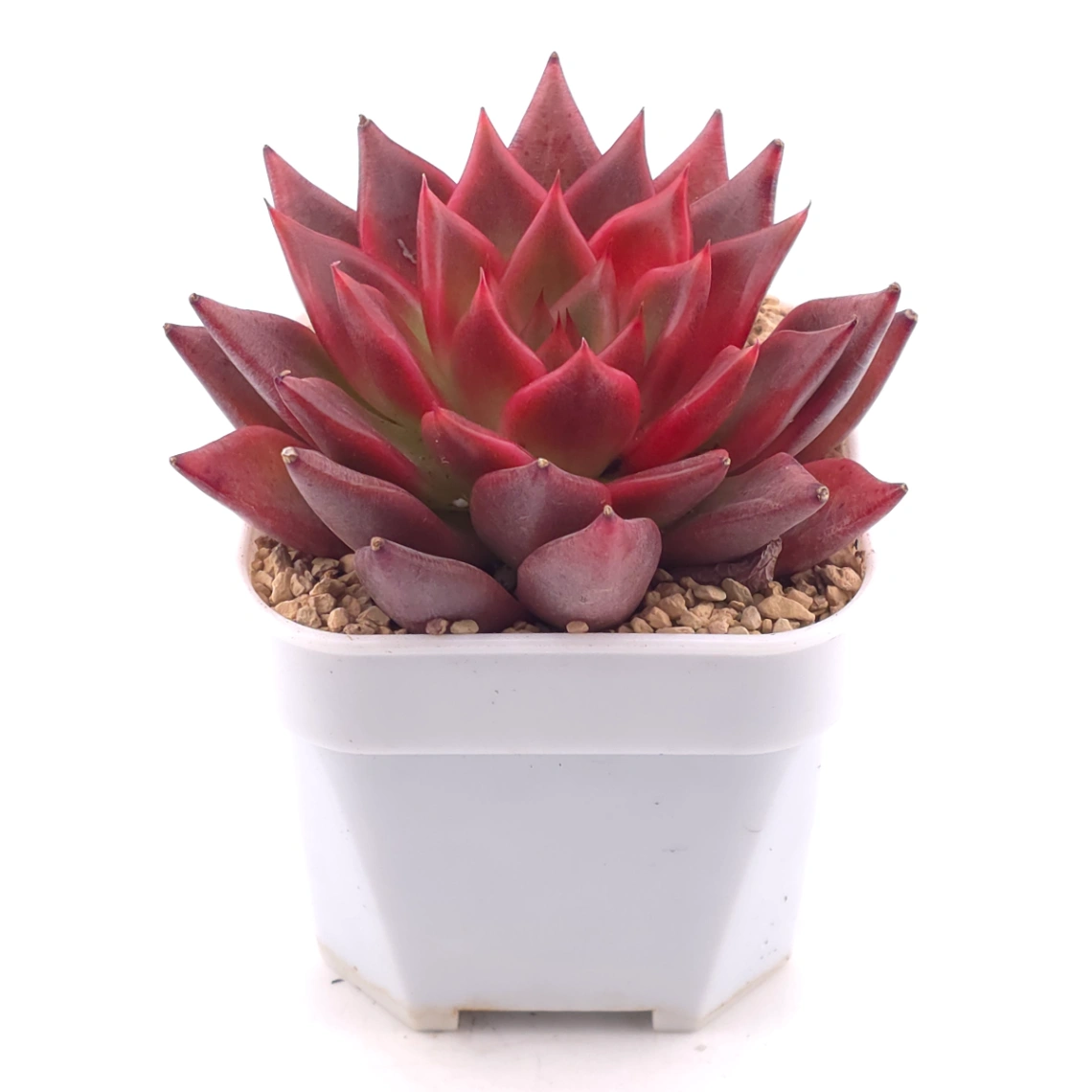 Echeveria 'Fringe' | 火舞 thumbnail 2